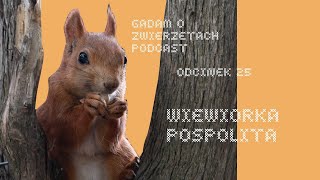 Gadam o Zwierzętach Podcast - Odcinek 25 - Wiewiórka pospolita