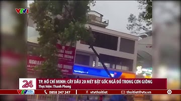 TP. Hồ Chí Minh: Cây dầu 20 mét bật gốc ngã đổ trong cơn giông | VTVWDB