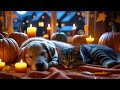 24 Hours of Calming Music for Dogs 🐶💖Deep Sleep & Stress Relief🎵💖Sleep dog Healing 💖No Ads #524