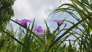Hidden beautiful nature and flowers.