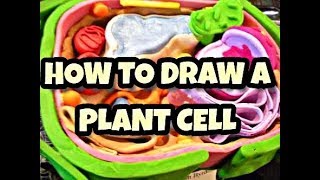 How To Draw a Plant Cell very easily for SSC,HSC and others