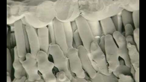 Cells in leaves GCSE Revision