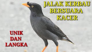 LUAR BIASA‼️SUARA EMAS JALAK KEBO BERSUARA KACER