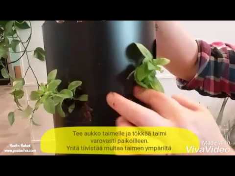 Video: Kukkakauppiaan, Puutarhurin Ja Puutarhurin Kuukalenterikuukaudet