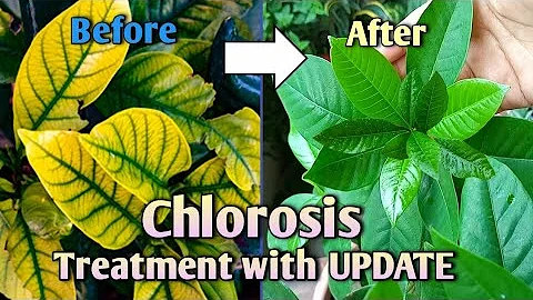 Chlorosis! Best Treatment for Yellow Leaves with UPDATE //How to Treat Yellow Leaves on Plants - DayDayNews