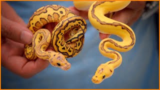 TOP 6 NEW COMBOS! - 2023 Fall Reveal | #Hetflix 214 Wealth