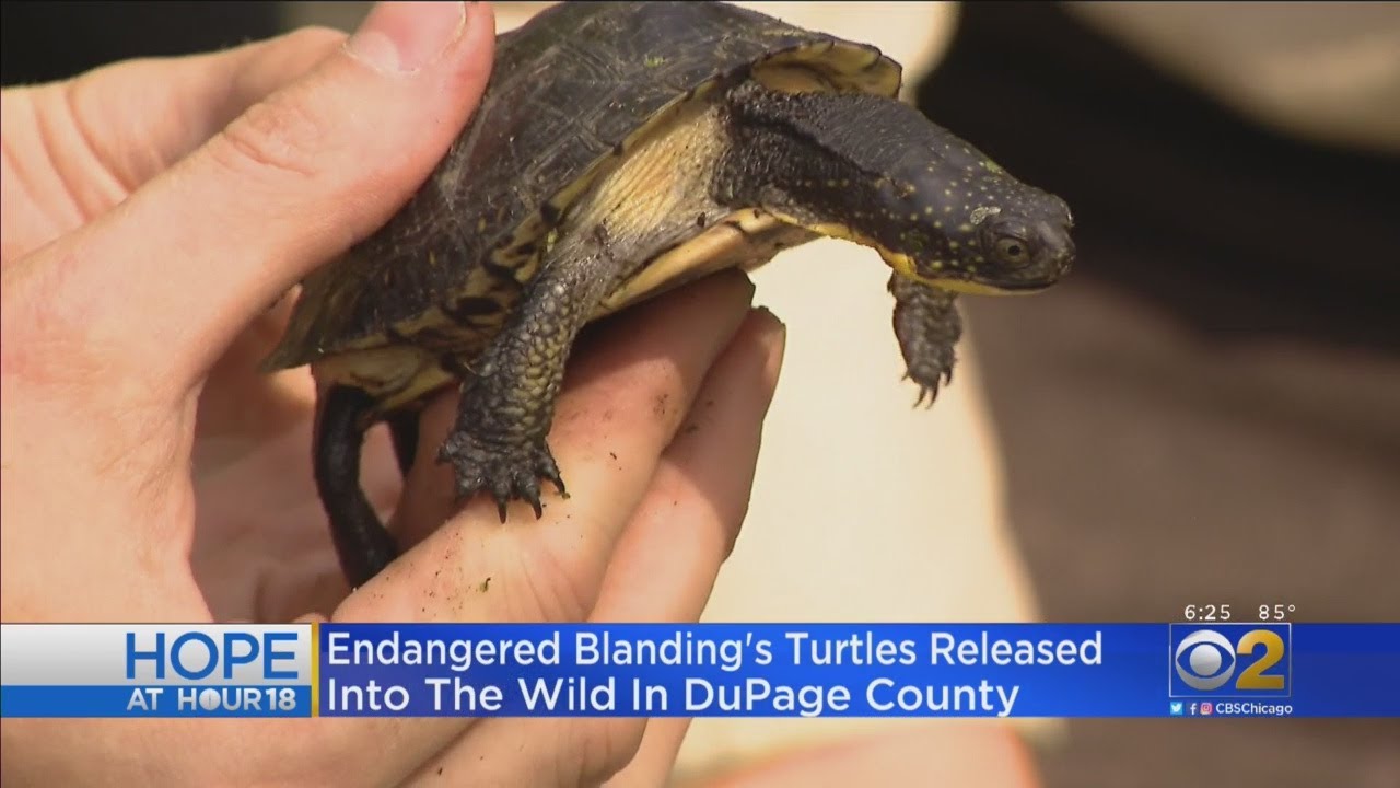 Endangered Blanding's Turtles Released Into The Wild In DuPage County ...