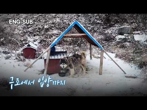 I rescued a Malamute that had been abandoned in an empty house for 2 years | Cute moments compila...