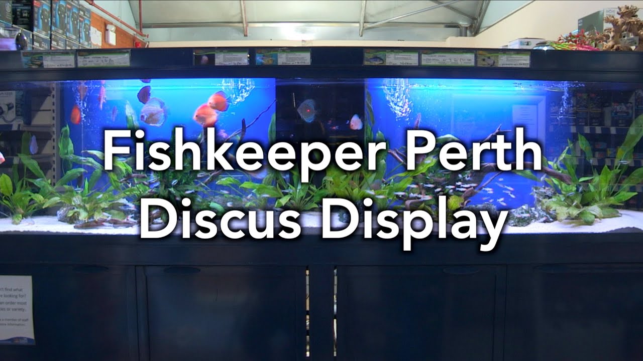 Tank of the Month - Fishkeeper Perth Discus Display - YouTube