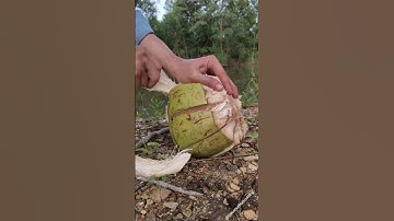 how to peeling coconut cutting skills perfectly #coconut #asmr #satisfying #relaxing #viral
