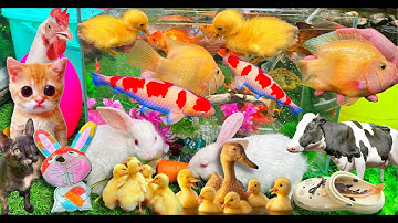 Bắt Cá Trê Và Cá Vàng Bơi, Bắt Mèo Dễ Thương, Cá Koi, Cá Bảy Màu, Cá Ranchu, Con Thỏ, Rùa, Vịt