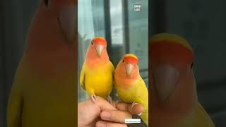 Love birds #shorst #viral #budgies #lovebirds #lovebird #birds #birdslover #budgieslife #short