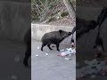 Hier besteht noch Luft nach oben in Sachen wildtiersichere Abfalleimer.