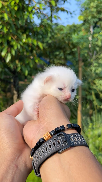 Tutorial pegang anak kucing yang baik dan benar 😍 #cat #kucinglucu #kitten #kucinglucu