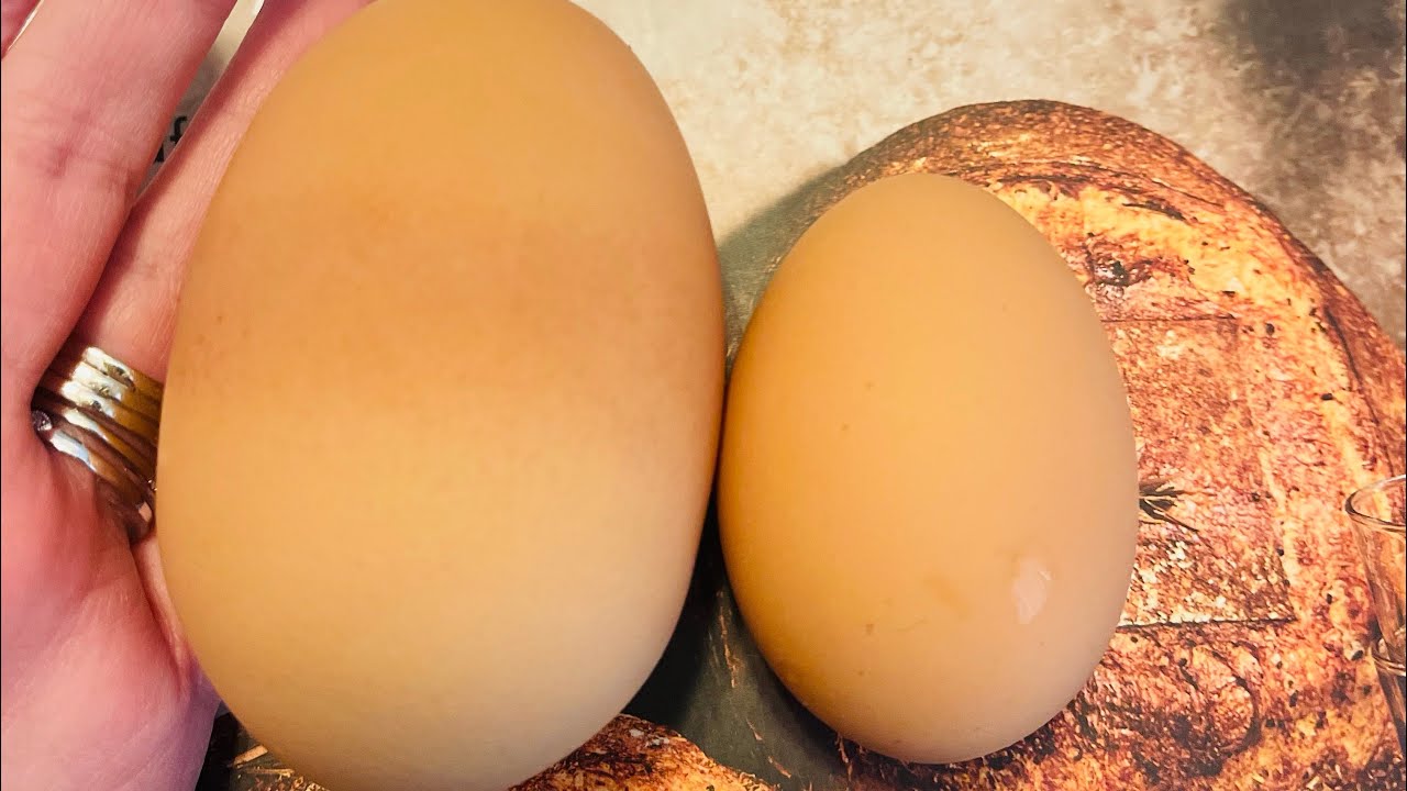 Look At This GIANT CHICKEN EGG! What's Inside? Let's Crack It Together! 
