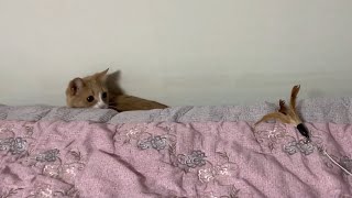 Medi Cat tries hunting in a bedside trench