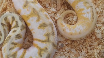 ORANGE ball python! Killer Bee Calico WOW!