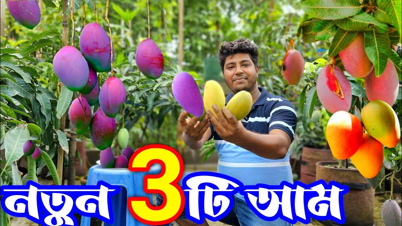 রেড ড্রাগন বারোমাসি সহ নতুন সেরা 3টি জাত। Taste Review. Mango vareites on rooftoop garden