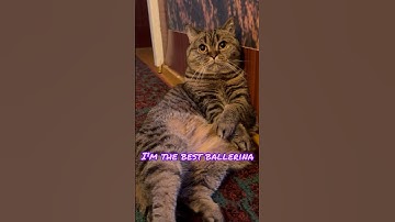 Funny lazy cat ballerina #shorts #funny #comedy #funnyvideo #cat