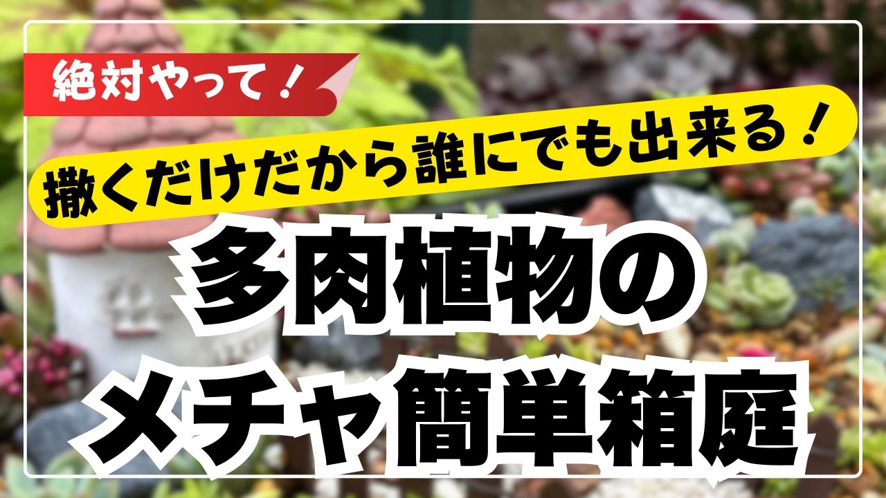 【多肉植物】初心者でも簡単に多肉を楽しみたい！コスパも良い可愛い多肉の小さい寄植え庭を作っていきます！