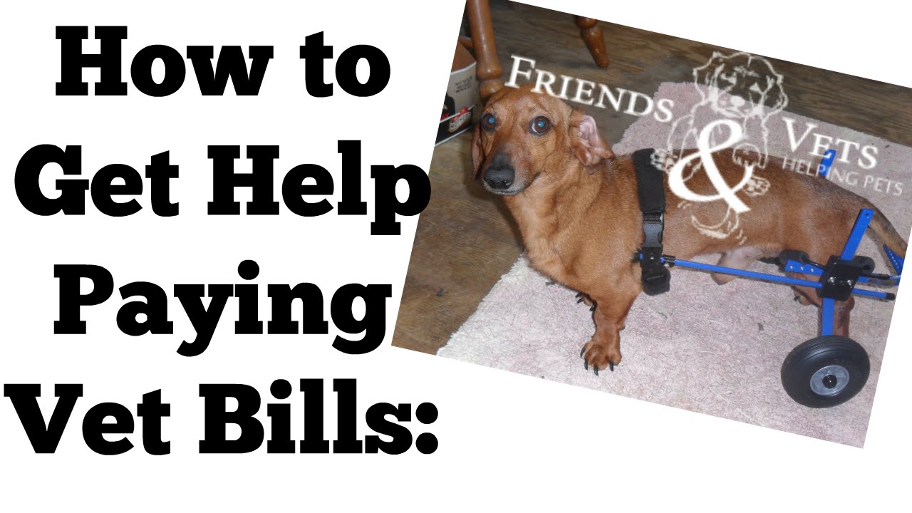 How To Get Help Paying Vet Bills Friends Vets Helping Pets Vet Bill How To Get Help Paying Vet Bills Friends Vets Helping Pets Vet Bill