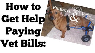 How to Get Help Paying Vet Bills:  Friends & Vets Helping Pets Vet Bill Assistance Program