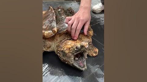 Rùa cá sấu cắn tay người 🤯🤯🤯  (Aligator snapping turtle )#huyphongtran