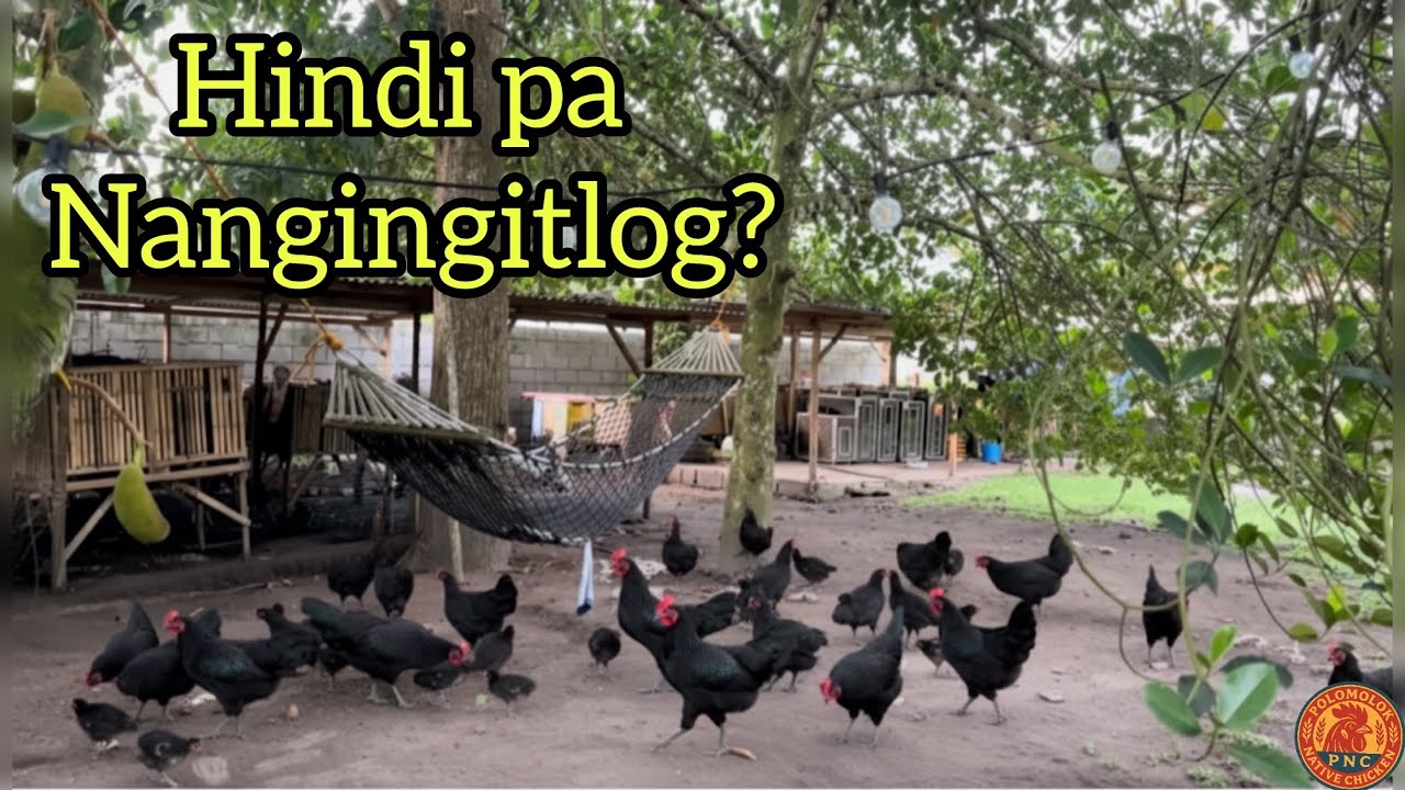 BAKIT HINDI PA NANGINGITLOG MANOK MO? 