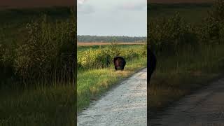 Bear Quickly Traverses a Dirt Road at Dusk