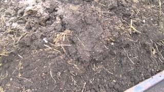 Using old cow manure is a really good for the garden plants. only
problem is. that amount of new weeds grow can be very heavy in
numbers. lot...