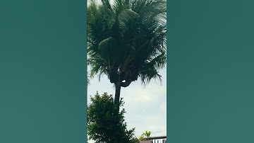 Cây dừa độc lạ ở Bến Tre