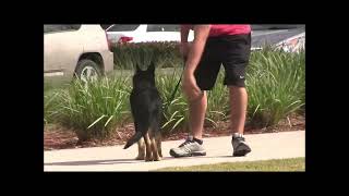 German Shepherd puppy off-leash