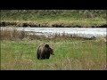 Grizzly bear in Lamar Valley