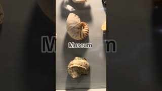 Museum of port Pilar Zamboanga city
