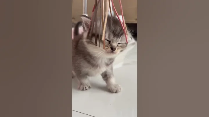 Video 8810101: britishshorthair kucing catlover, cat britishshorthair kucing, britishshorthair catlover funny