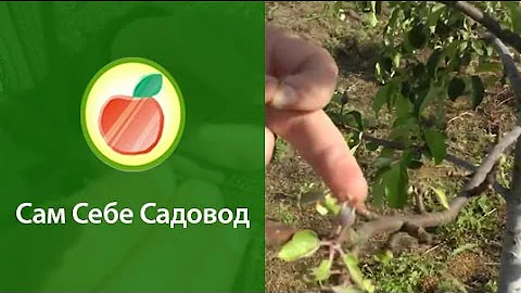 Короед на яблоне.