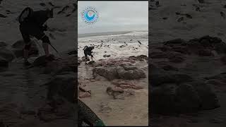 Seal Rescuer Gets Bitten! #shorts