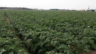 هل كثافة النمو الخضري في البطاطس دليل علي الحصول علي محصول جيد