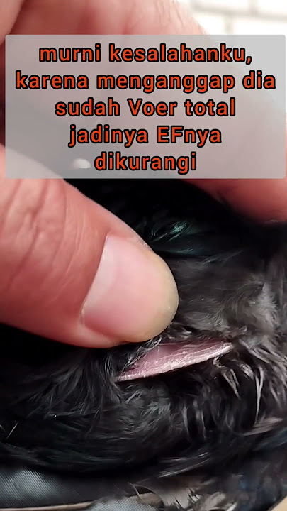 Waspadai 'Penyakit' tersembunyi Srigunting Krantil  | #shorts #sriguntingkrantil