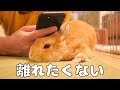 飼い主のそばから離れたくない甘えん坊のうさぎ【No.165】