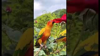 I like rose @CrisSunLife #rose #parrot #nature