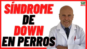 ¿Cómo es un perro con síndrome de Down?