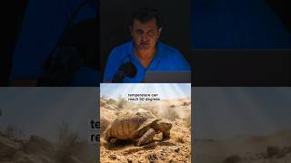 How This Desert Tortoise Saves Other Animals in the Sahara