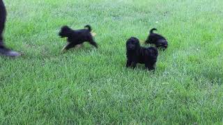 Cockapoo Puppies For Sale