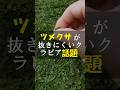 抜きにくいツメクサがクラピア仲間の話題です #Shorts