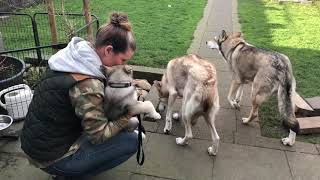 Saarloos wolfdog first day at his new home