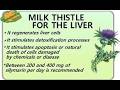Milkthistle#hazarauniversity #plants #liverhealth #hepatitisprevention