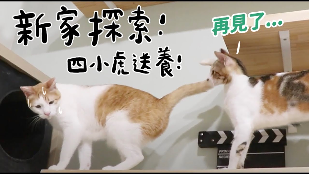 【黃阿瑪的後宮生活】新家探索！四小虎送養！