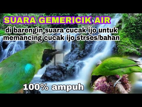 suara gemericik air di barengin suara pancingan cucak ijo agar cucak ijo stres/bahan bunyi