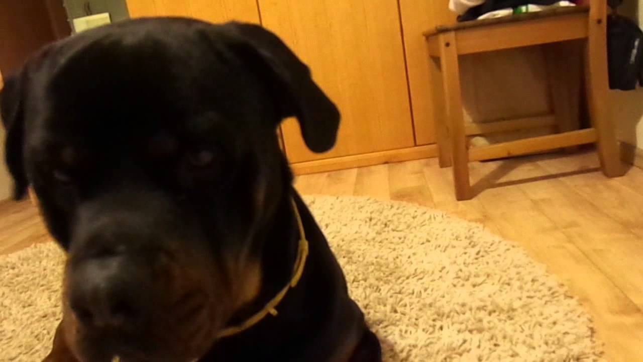 Zeus, the rottweiler and his